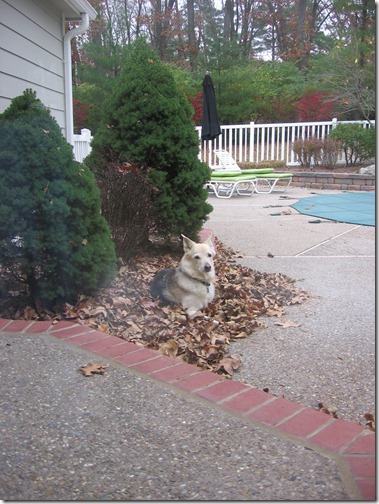 November and Thanksgiving 001