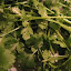 Big Leaf Cilantro