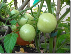 DSCN0122