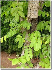 lacquertree