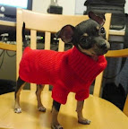 Dog Clothes 3
