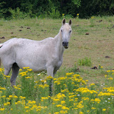 Horsie!