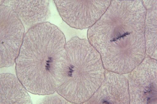 of mitosis and meiosis whitefish blastula mitosis stages. of mitosis and meiosis