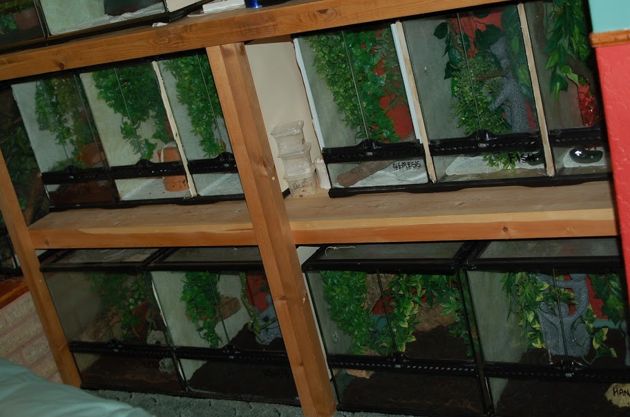 Crestie shelf and Reptile shelf! Reptile Forums