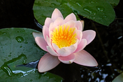 fiore di loto