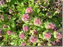 common selfheal