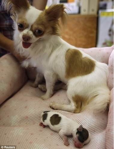 long haired chihuahua dog. long haired chihuahua puppies.