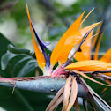 STRELITZIA