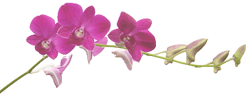 gơod morning canh hoa gơod morning canh hoa