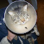 Tico (RIP)