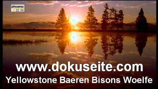 Yellowstone Baeren Bisons Woelfe