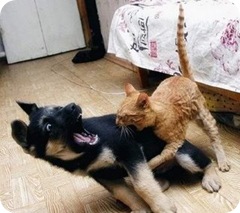 Gato 1 X 0 Cão