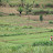 Agricultural rural Rwanda Agricultural rural Rwanda