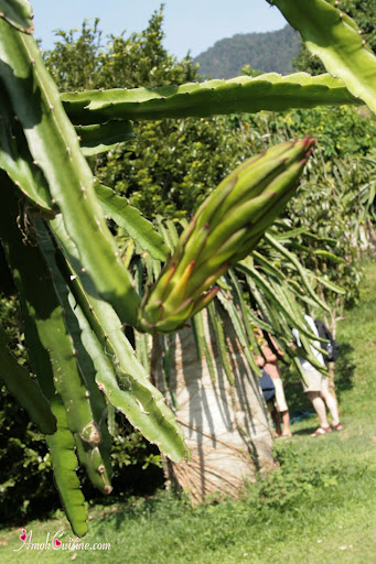 Dragon+fruit+flower+pictures