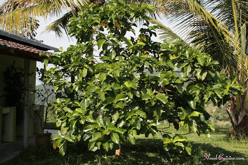 Drzewo Noni