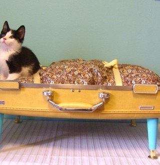 [BLOG cat bed from poppytalk[4].jpg]