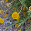 Undulate Fleabane