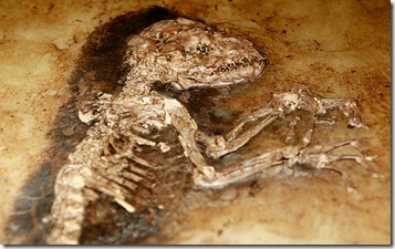alg_fossil_1