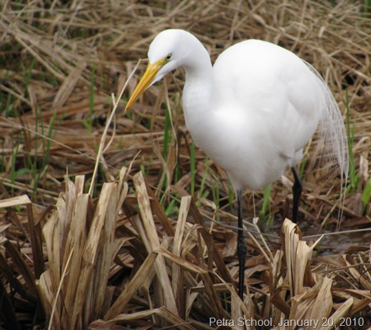 [Homeschool White Egret  Lincoln City 5[4].jpg]