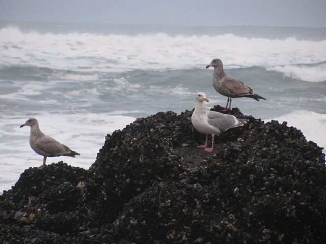 [Homeschool, Lincoln City, Depot Bay, Spout, Unschool-10[4].jpg]