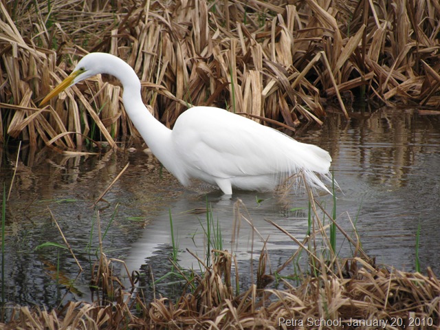 [Homeschool White Egret 2.jpg]