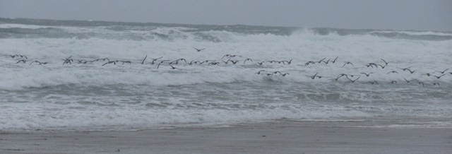 [Surf Geese 3[4].jpg]