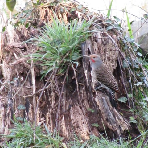 [Woodpecker1[7].jpg]