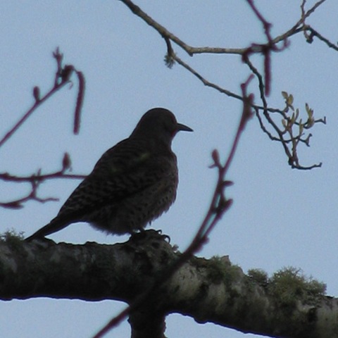 [woodpecker4[3].jpg]