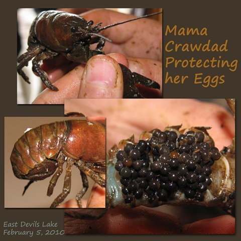 [Homeschool Crawdad Eggs Lake[7][4].jpg]