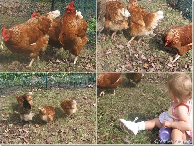 Chicken collage1_thumb[4]