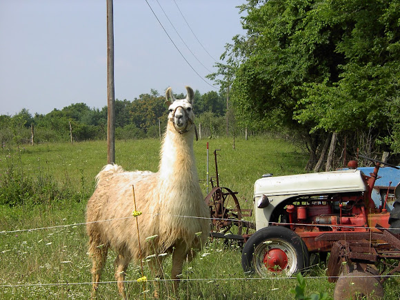 Spotting Image 1