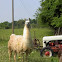 Llama