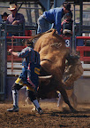 Bull Riding