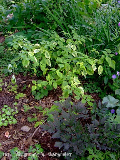 Pagoda+dogwood+tree+diseases