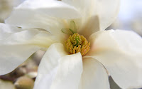 Klikk for å forstørre 52/18: Magnolia et al.