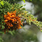Cedar Apple Rust