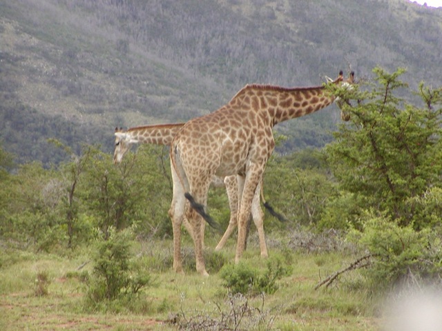 [giraffes313.jpg]