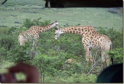 giraffes (2)