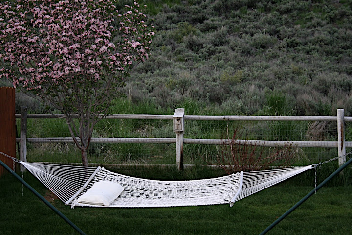 Our two crabapple trees enjoy a riotous few weeks of glorious pink.