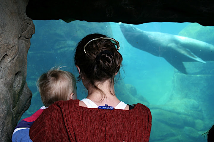 Owen hangs out with the Sea Lions