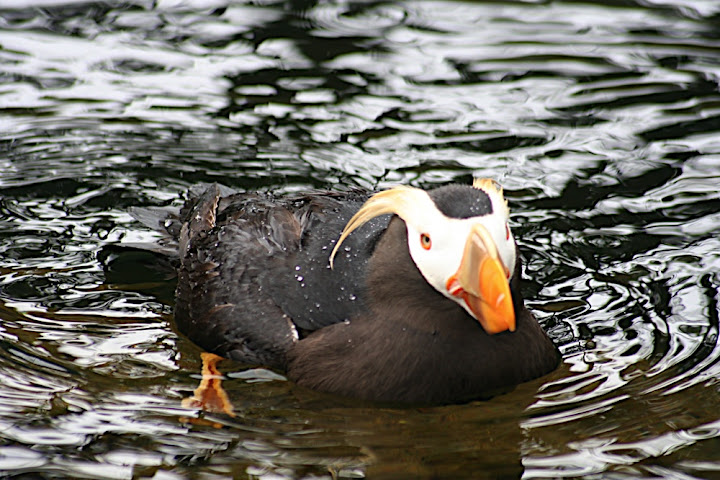 A Puffin