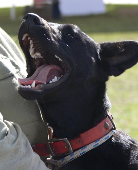 [bounce teeth[4].jpg]