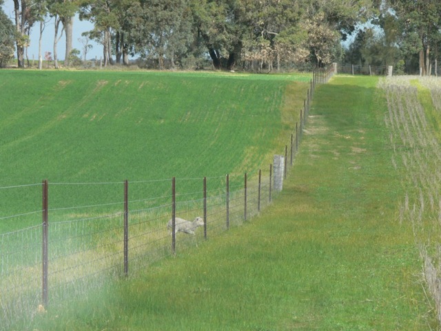 [lamb fence.jpg]