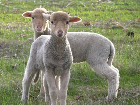 [ginger lambs[1].jpg]