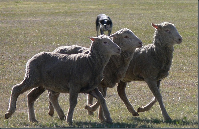 sheep murphy