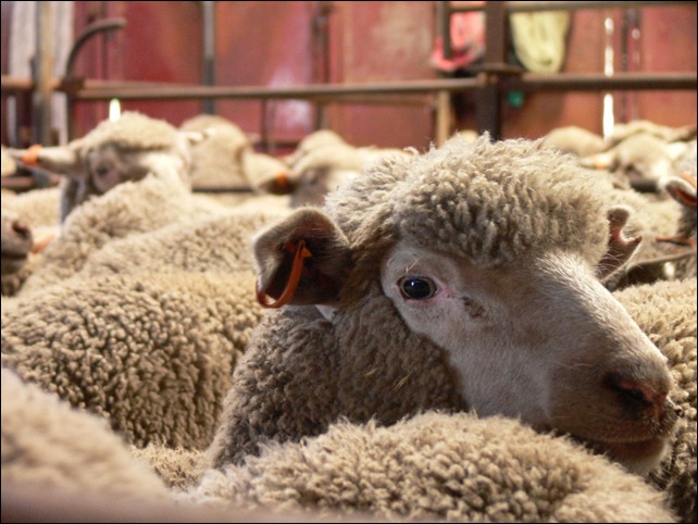lamb lamb