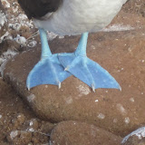 North Seymour - Blue Footed Booby