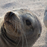North Seymour - Hi! (Sea Lion)