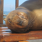 Puerto Baquerizo Moreno, San Cristobal Island - Sea Lion hanging out on a bench