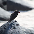 Española Island - Medium Ground Finch
